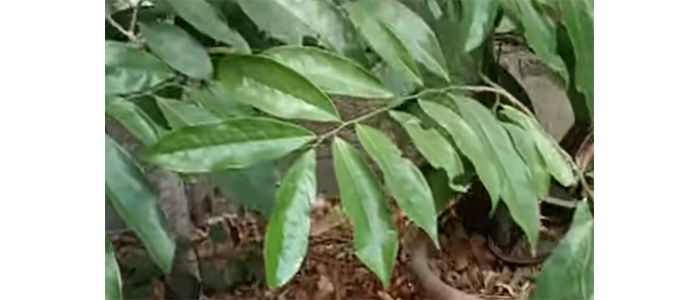 Artabotrys hexapetalus